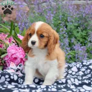 Ben, Cavalier King Charles Spaniel Puppy