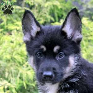 Ben, German Shepherd Mix Puppy