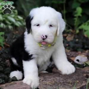 Ben, Old English Sheepdog Puppy