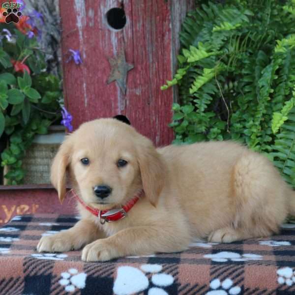 Benji, Golden Retriever Puppy