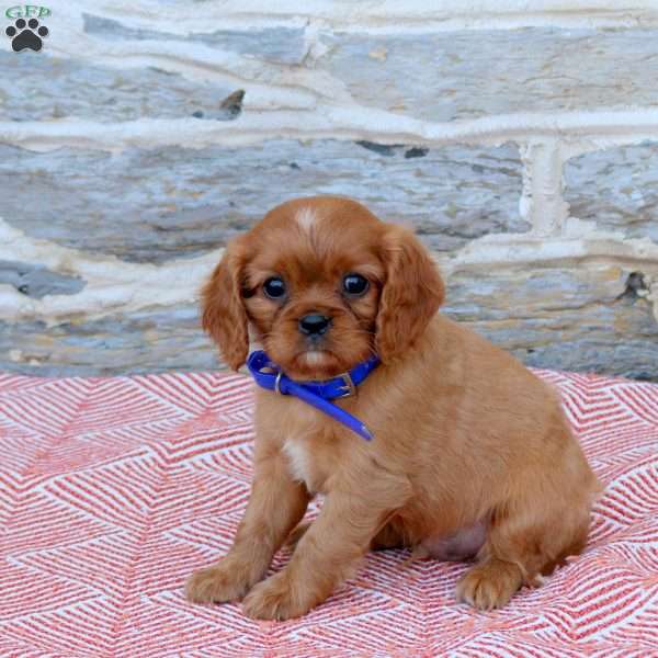 Benji, Cavalier King Charles Spaniel Puppy