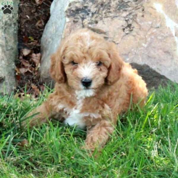 Benji, Mini Labradoodle Puppy
