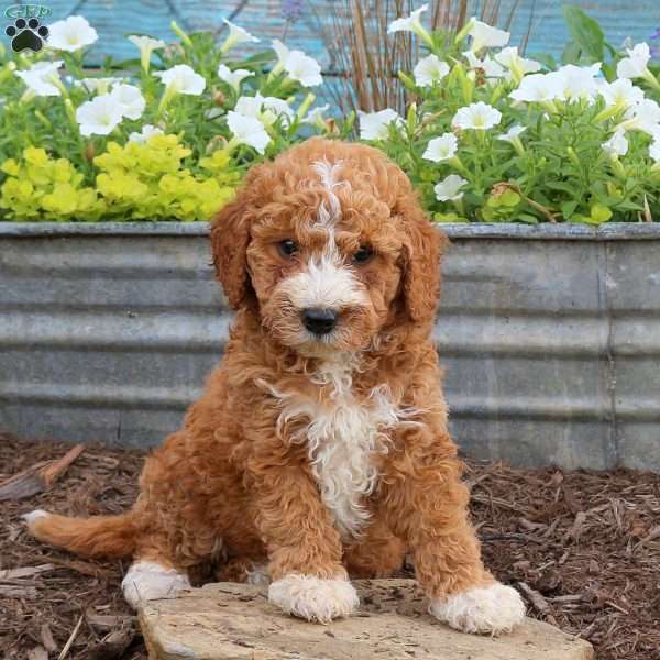 Benji, Mini Goldendoodle Puppy