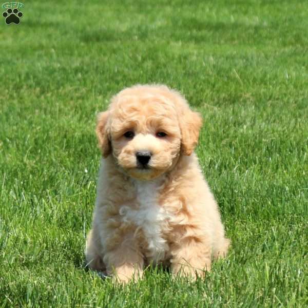 Benji, Bich-Poo Puppy