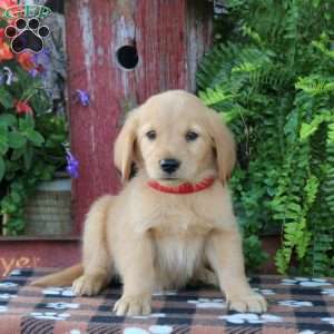Benji, Golden Retriever Puppy