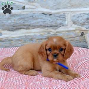 Benji, Cavalier King Charles Spaniel Puppy