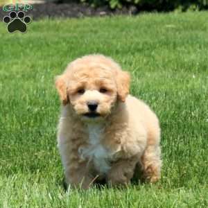 Benji, Bich-Poo Puppy