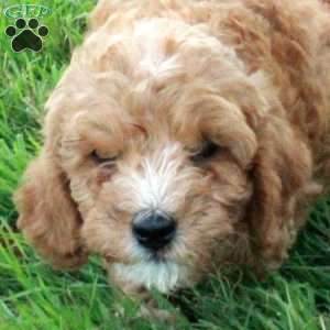 Benji, Mini Labradoodle Puppy