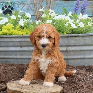 Benji, Mini Goldendoodle Puppy