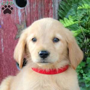 Benji, Golden Retriever Puppy