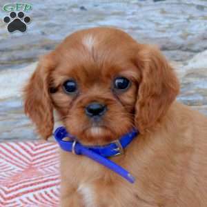 Benji, Cavalier King Charles Spaniel Puppy