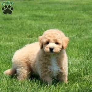 Benji, Bich-Poo Puppy