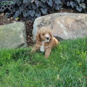 Benji, Mini Labradoodle Puppy