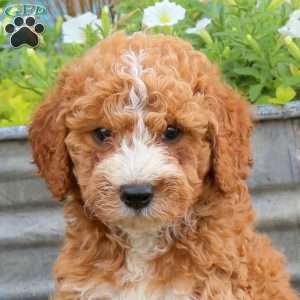 Benji, Mini Goldendoodle Puppy