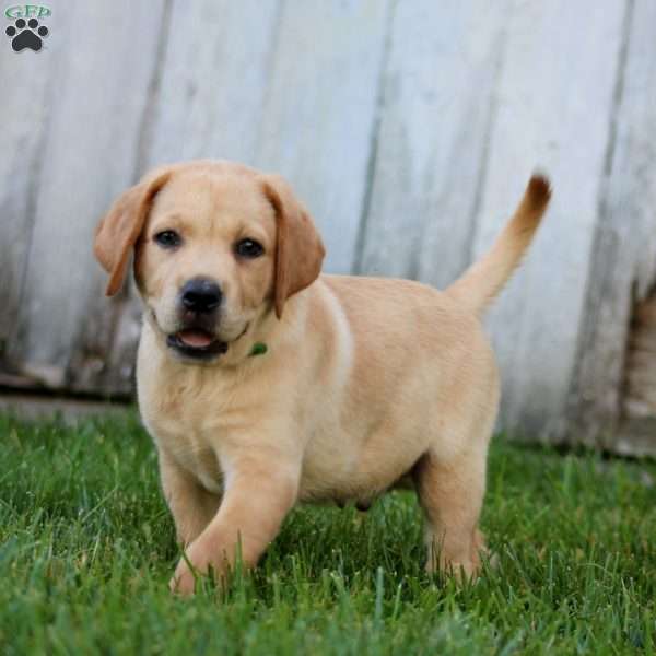 Benji, Fox Red Labrador Retriever Puppy