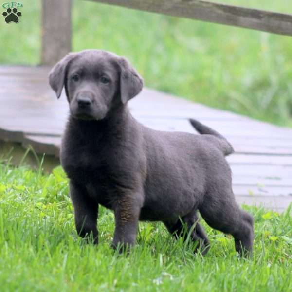 Benji, Labrador Mix Puppy