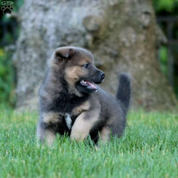 Benji, Shiba Inu Mix Puppy