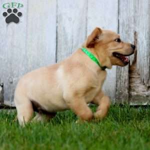 Benji, Fox Red Labrador Retriever Puppy