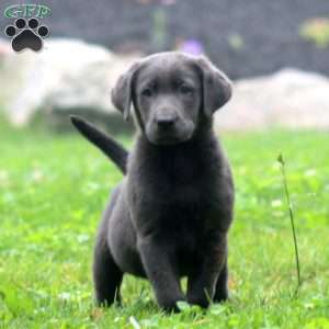 Benji, Labrador Mix Puppy