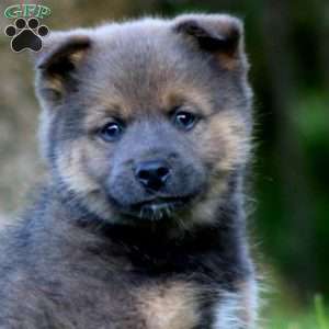 Benji, Shiba Inu Mix Puppy