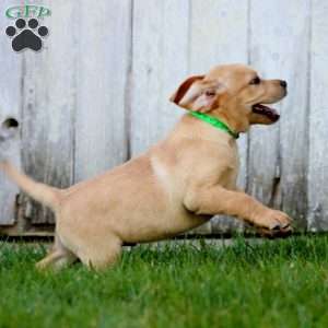 Benji, Fox Red Labrador Retriever Puppy