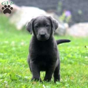 Benji, Labrador Mix Puppy