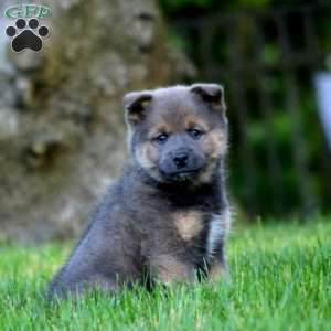 Benji, Shiba Inu Mix Puppy