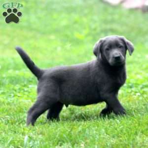 Benji, Labrador Mix Puppy