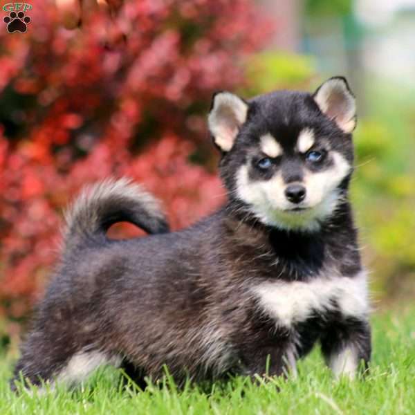 Benny, Pomsky Puppy