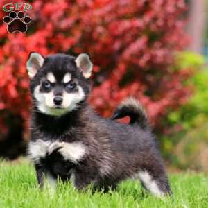 Benny, Pomsky Puppy