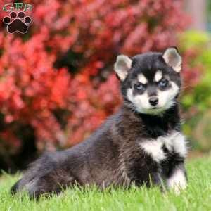 Benny, Pomsky Puppy