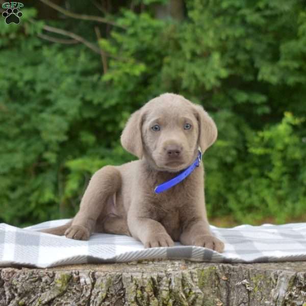 Bentley, Labradoodle Puppy