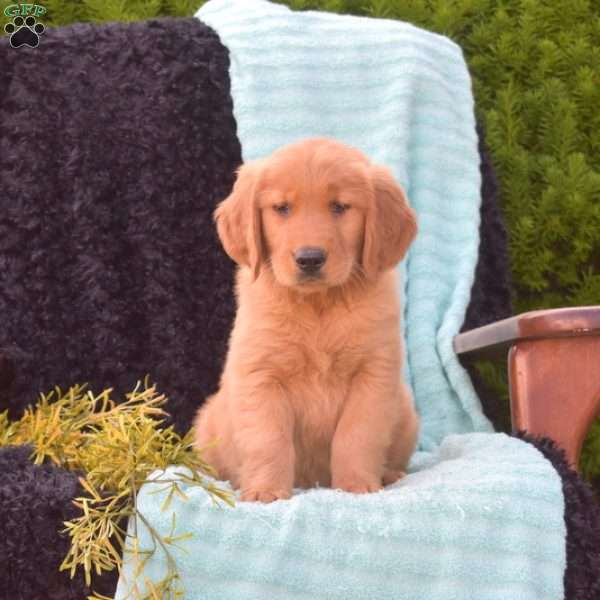 Bentley, Golden Retriever Puppy