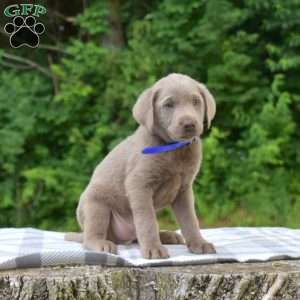 Bentley, Labradoodle Puppy