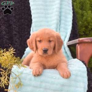 Bentley, Golden Retriever Puppy