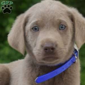 Bentley, Labradoodle Puppy
