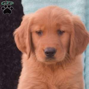 Bentley, Golden Retriever Puppy