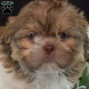 Bentley, Shih Tzu Puppy