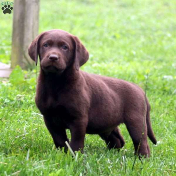 Bentley, Labrador Mix Puppy