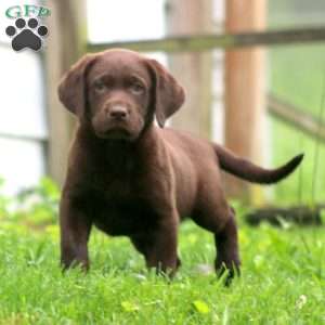 Bentley, Labrador Mix Puppy