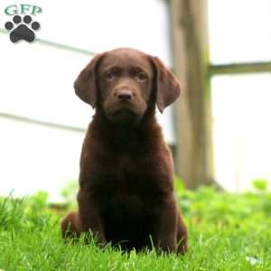 Bentley, Labrador Mix Puppy