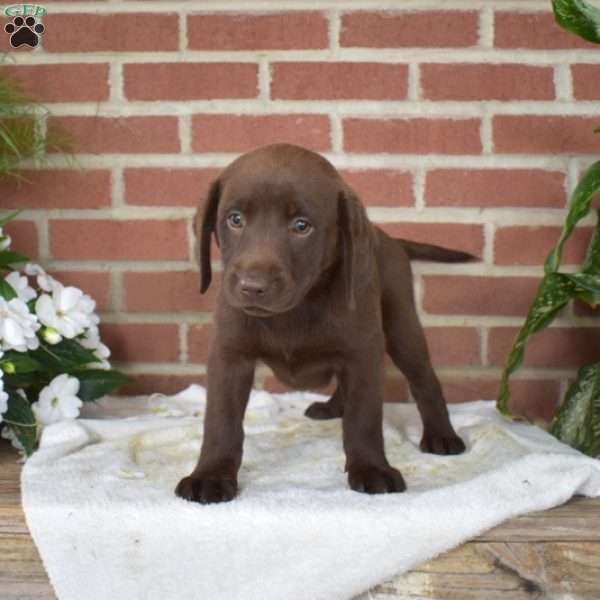 Berry, Chocolate Labrador Retriever Puppy