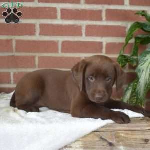 Berry, Chocolate Labrador Retriever Puppy