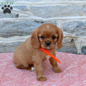 Beth, Cavalier King Charles Spaniel Puppy