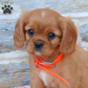 Beth, Cavalier King Charles Spaniel Puppy