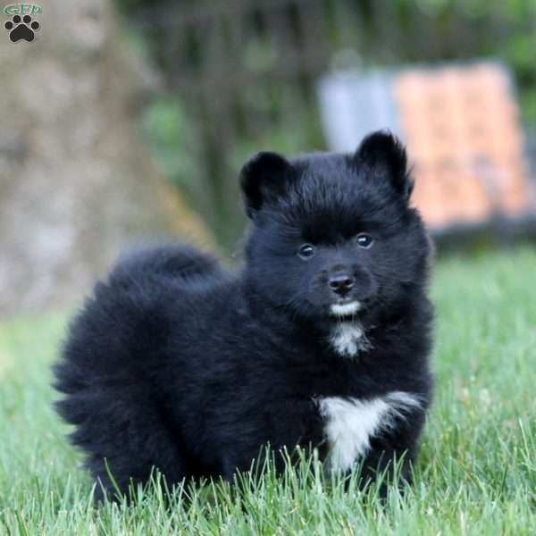Beth, Shiba Inu Mix Puppy