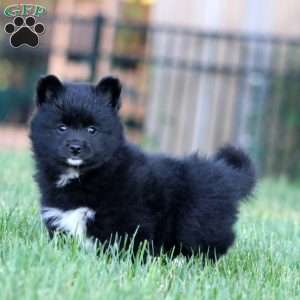 Beth, Shiba Inu Mix Puppy