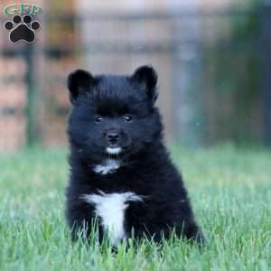 Beth, Shiba Inu Mix Puppy
