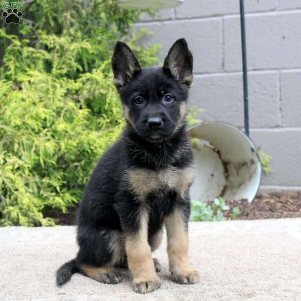 Betsy, German Shepherd Mix Puppy