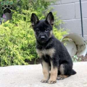 Betsy, German Shepherd Mix Puppy